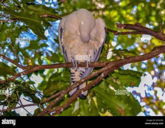 Gacor Aman: Tips Menjaga Burung Agar Tetap Berkicau dan Sehat