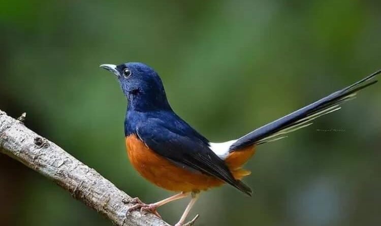 Gacor Aman: Tips Menjaga Burung Agar Tetap Berkicau dan Sehat