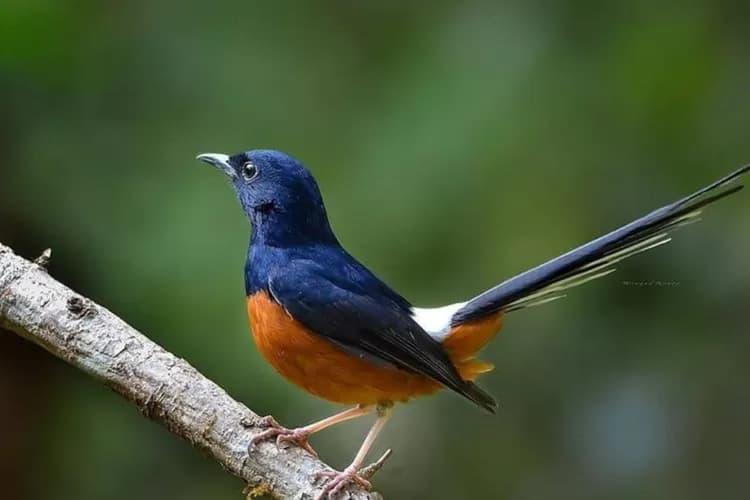 Gacor Aman: Tips Menjaga Burung Agar Tetap Berkicau dan Sehat